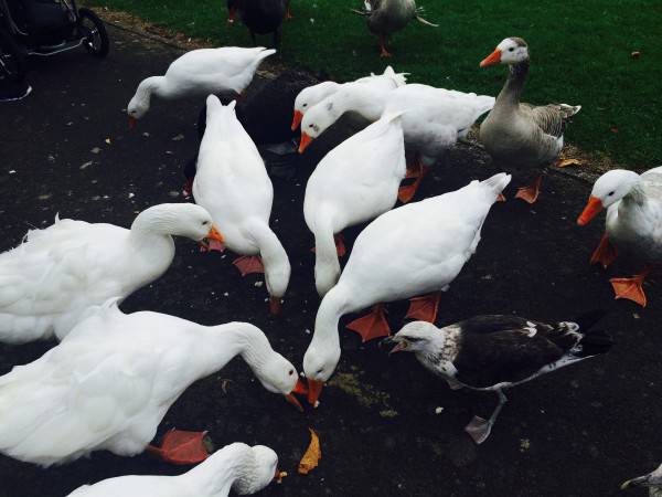 FullSizeRender-2-600x450